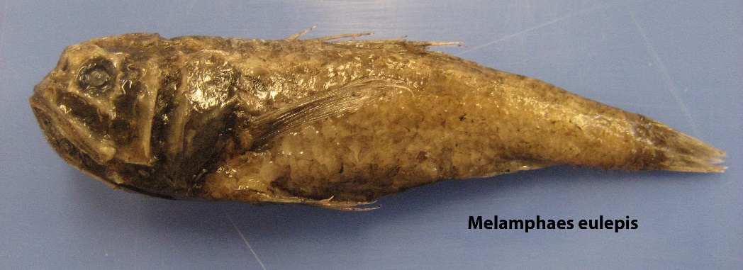 Figure 72a. Exemplary image of Melamphaes eulepis