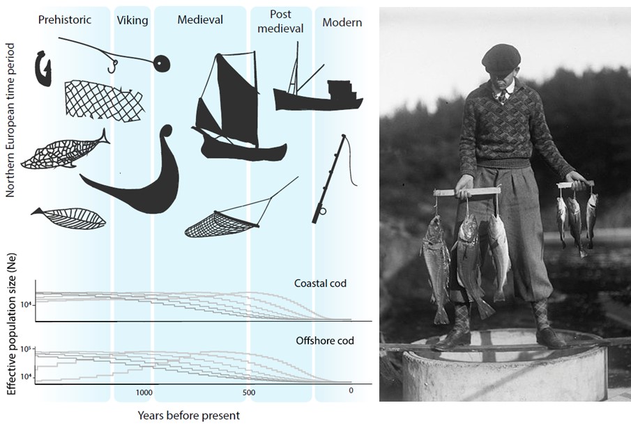 Cod reconstruction