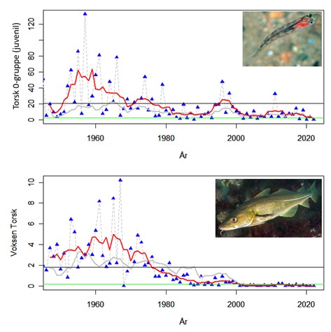 Figur 13. 0-gruppe (juvenil) og voksen torsk i strandnot fra 1950-2022.  Blå trekanter; gjennomsnitt per år for området «Raet» Bufjorden (Grimstad) til Askerøya (Tvedestrand). Rød linje; +/- 3 års glidende gjennomsnitt av «Raet». Grå linje; Tilsvarende gjennomsnitt for hele Skagerrak. Sort horisontal linje; gjennomsnitt for «Raet» gjennom alle årene. Grønn horisontal linje; 10% av langtidsgjennomsnittet for «Raet». Foto: Erling Svensen.