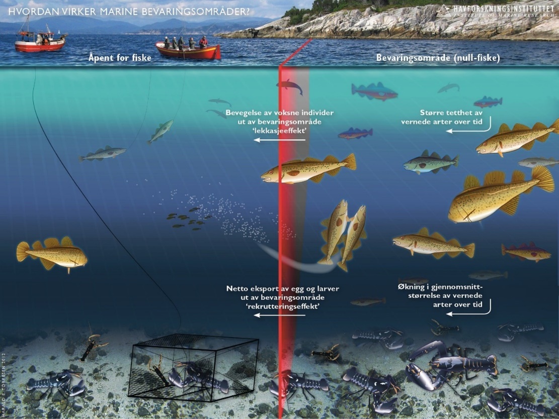 Figur 37. Illustrasjon på forventede effekter av marine bevaringsområder, her illustrert med et område det ikke er lov å fiske og ett område som er åpent for fiske. I Bevaringsområdet øker tettheten av arter og individenes gjennomsnittsstørrelse. Dette kan føre til fiskerieffekter både som lekkasjeeffekt (voksne individer beveger seg ut i fiskede områder) og rekrutteringseffekt (høyere tetthet i bevaringsområdet fører til økt produksjon av egg og larver som sprer seg til omkringliggende områder). Kilde: Havforskningsinstituttet. 