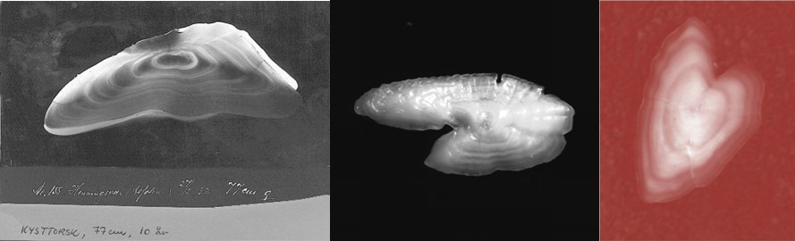 Figur 18. Otolitt (ørestein) fra torsk (venstre), sild (midten) og leppefisk (høyre) med tydelige årringer. Kilde: Gunnar Rollefsen/Jane Godiksen, Havforskningsinstituttet.