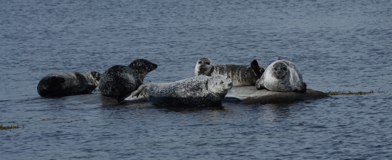 Bilde: Steinkobber i Raet Nasjonalpark. Foto: Carla Freitas, Havforskningsinstituttet 