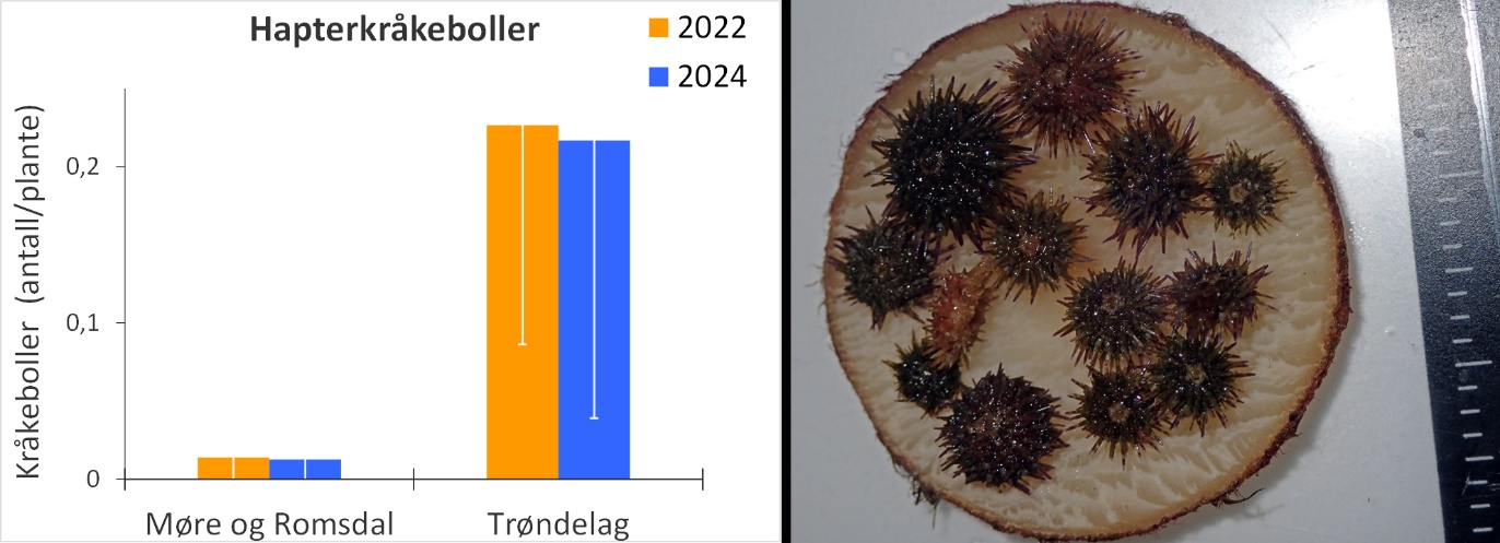 Figur 27. Diagram til venstre vise gjennomsnittlig registreringsfrekvens av juvenile grønne kråkeboller (Strongylocentrotus droebachiensis) i hapteret (festeorganet) til stortareplanter samlet inn i Møre og Romsdal og Trøndelag i henholdsvis 2022 (oransje søyler) og 2024 (blå søyler). Bildet til høyre viser størrelsesfordelingen av hapterkråkeboller samlet inn på prøvetakingslokaliteten for stortare i høstefelt 373D i Åfjord kommune i Trøndelag i 2024.