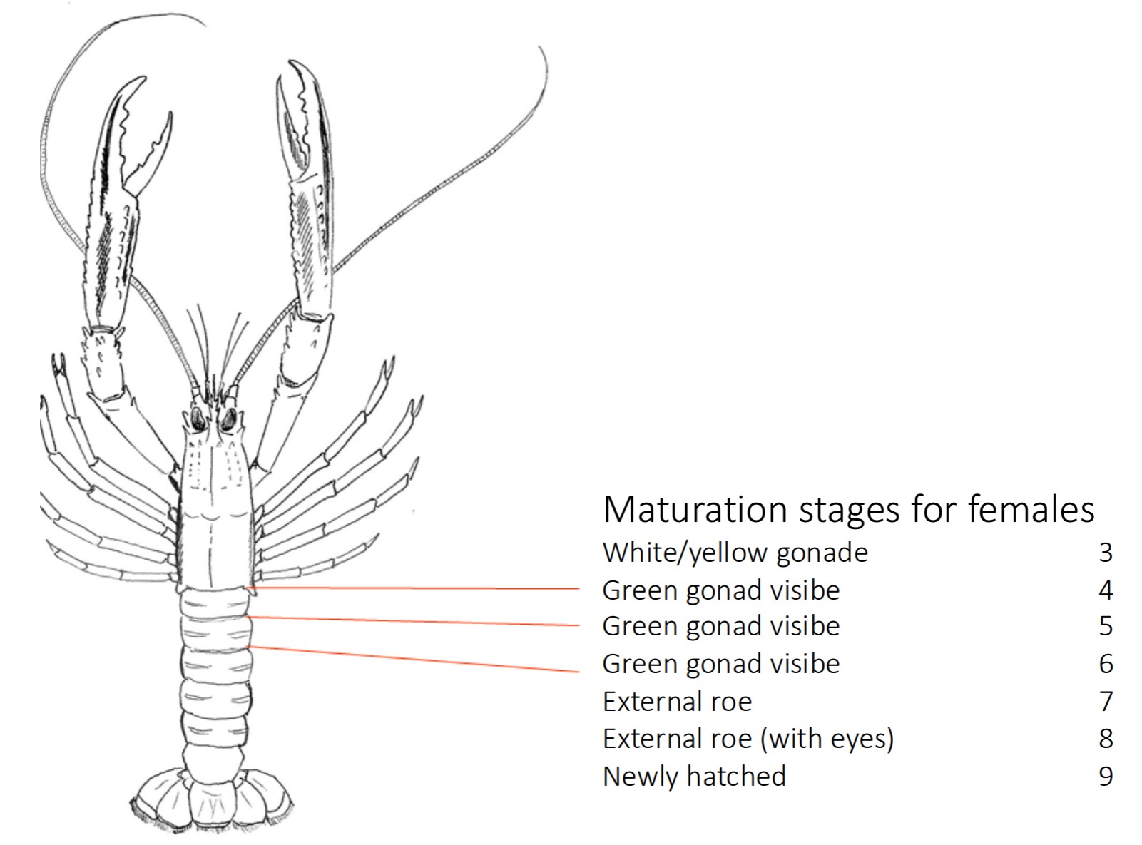 A sketch of a Nephrops, with the various stages of maturation for females listed: White/yellow gonad (stage 3), green gonad visible (stage 4, red line points to top of the first abdominal segment), green gonad visible (stage 5, red line points to top of the second abdominal segment), green gonad visible (stage 6, red line points to top of the third abdominal segment), external roe (stage 7), external roe (with eyes) (stage 8) and newly hatched (stage 9).