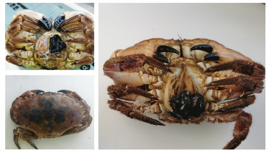 Three pictures. Top left and right: abdominal side of crabs, both with a large black spot on the abdomen flap, bottom left: dorsal side of a crab with large black spots covering the shell.