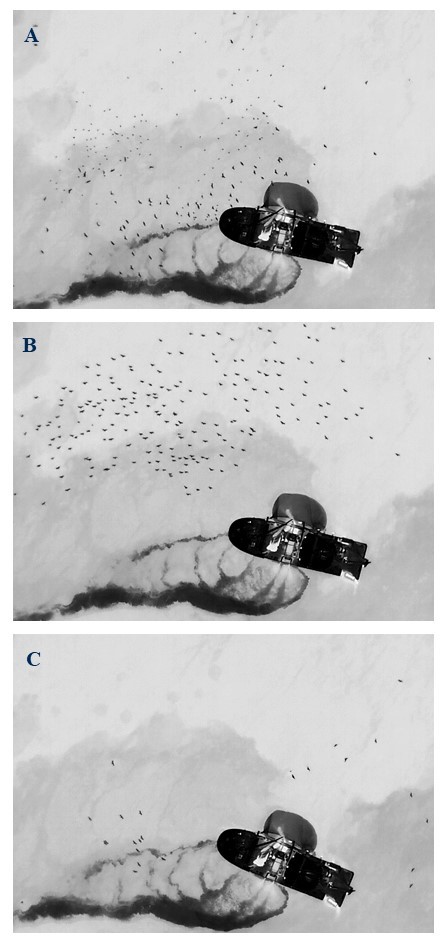 Bilder tatt med termisk kamera på drone som viser fugler rundt båte rett før, under og etter at fuglene ble eksponert for lydsignal.