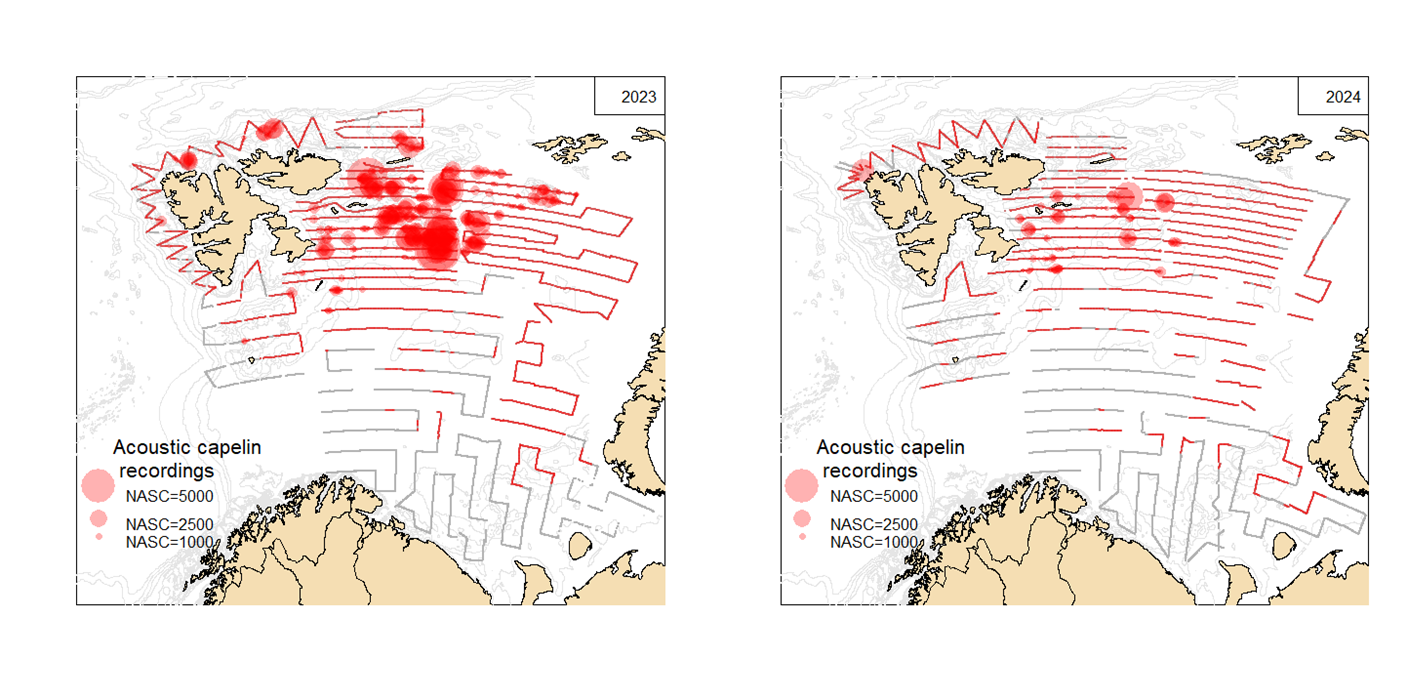 Figure 3	Survey coverage (transects included in estimation) and geographical distribution of acoustic recordings of capelin in autumn 2023 and 2024. The size of the circles corresponds to nautical acoustic scattering coefficient (NASC; m2/nmi2) per 1 nautical mile. Grey lines mark transect sections with no acoustic recordings of capelin. The south western strata were also covered in both years, but there were no capelin recordings there so it was excluded from the estimate and the map.