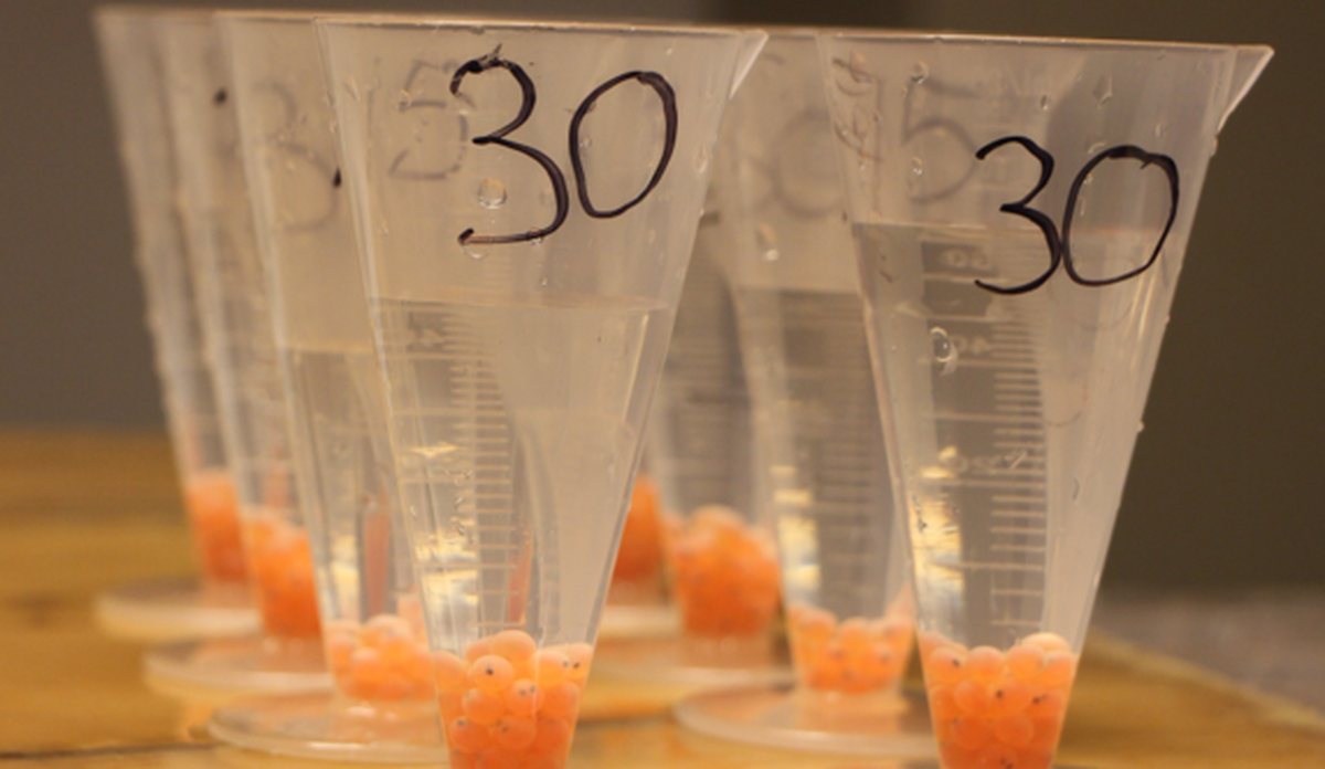 
Eyed salmon eggs from controlled experiments at Matre