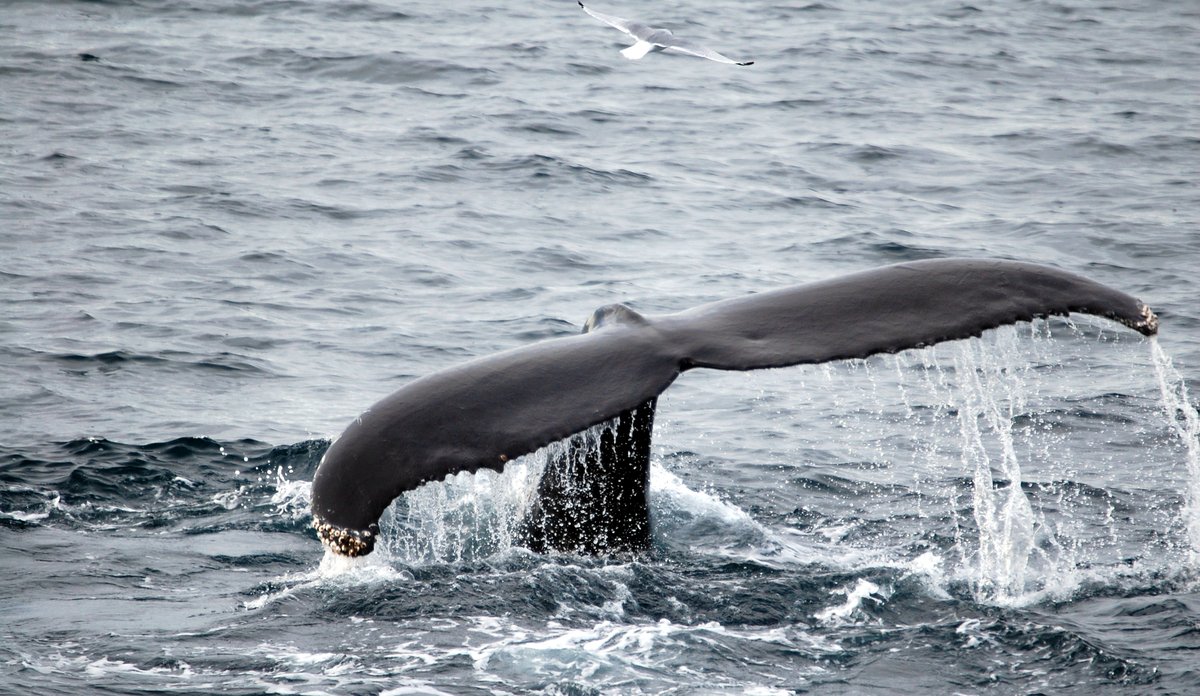 
Hale av hval stikker opp fra havet.