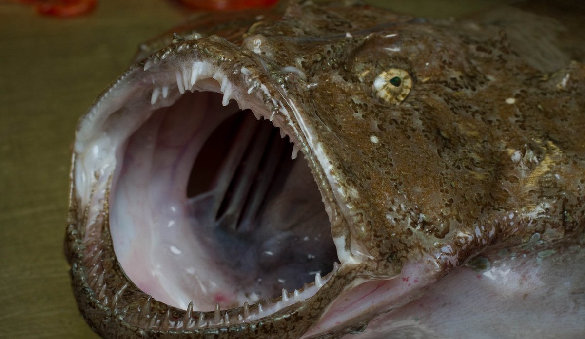 What Eats an Angler Fish? Angler Fish Predator Facts