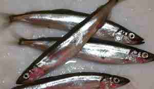 Fire lodder ligger i et kar