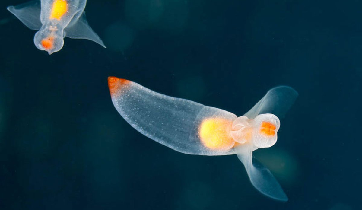 To hvalåter med gjennomsiktige kropper.