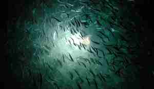 En lakseflokk i oppdrettsanlegg omringet av mørket, med et lys i midten