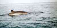 

common minke whale at the surface