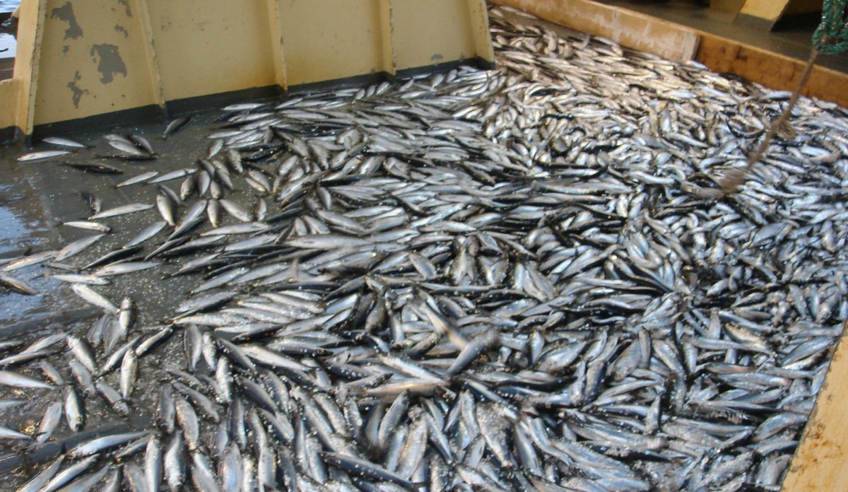 Fanget lodde på dekk