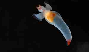 Hvalåten i mørket med sin englelignende kropp.