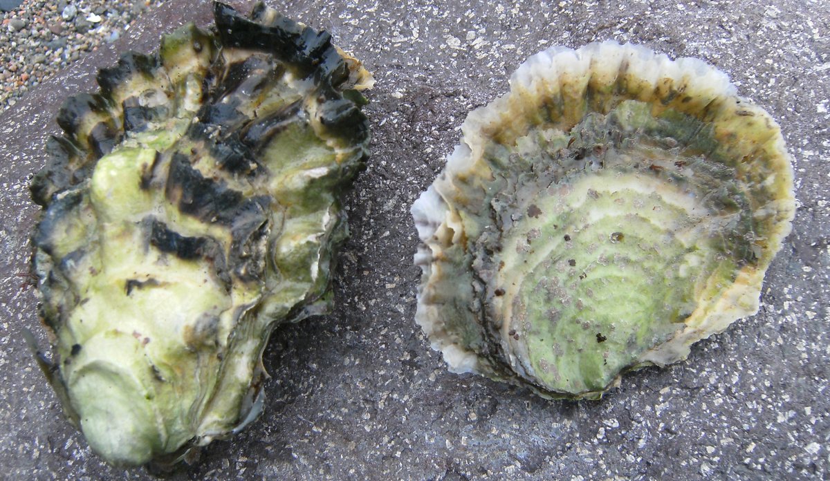 Pacific oysters deals