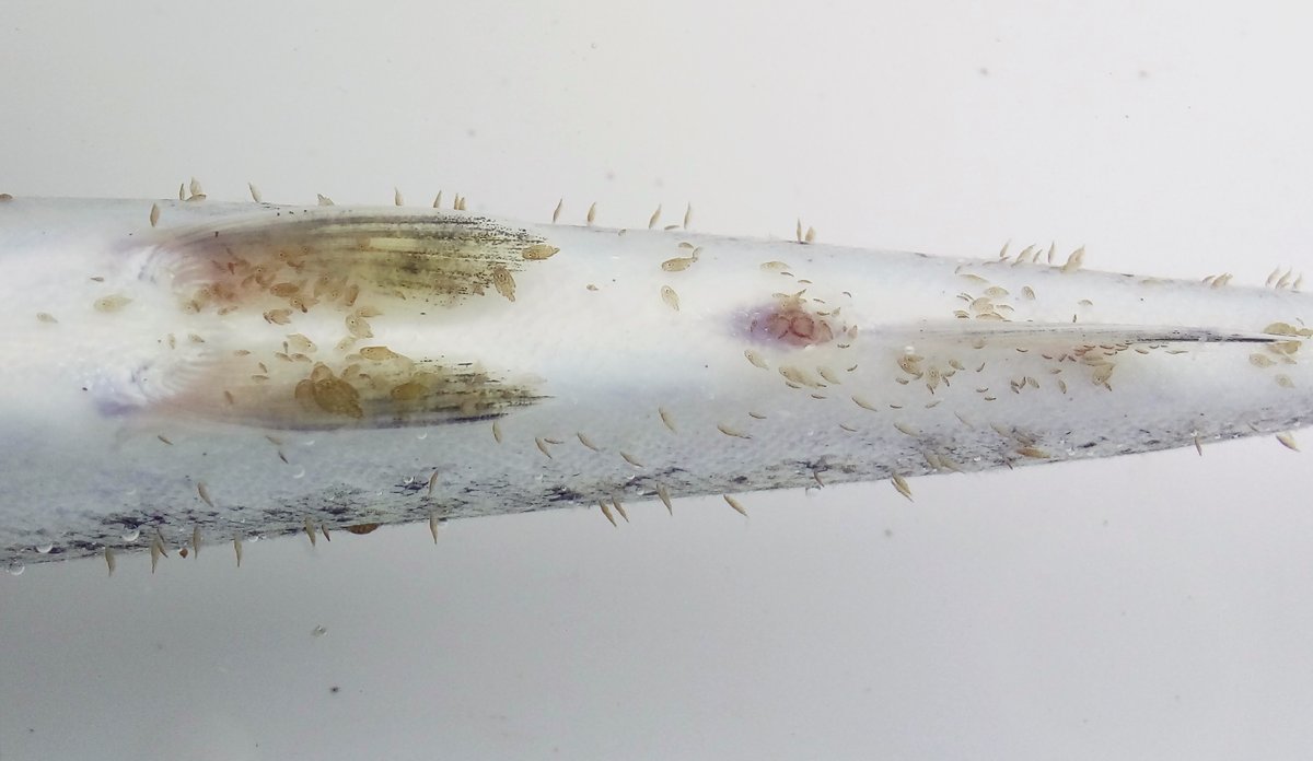 Magen, finnen og halen til en laks full av lakselus