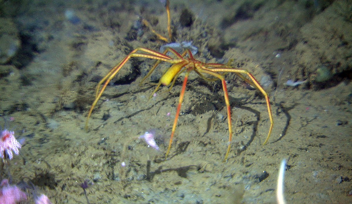 All About Beach Spiders