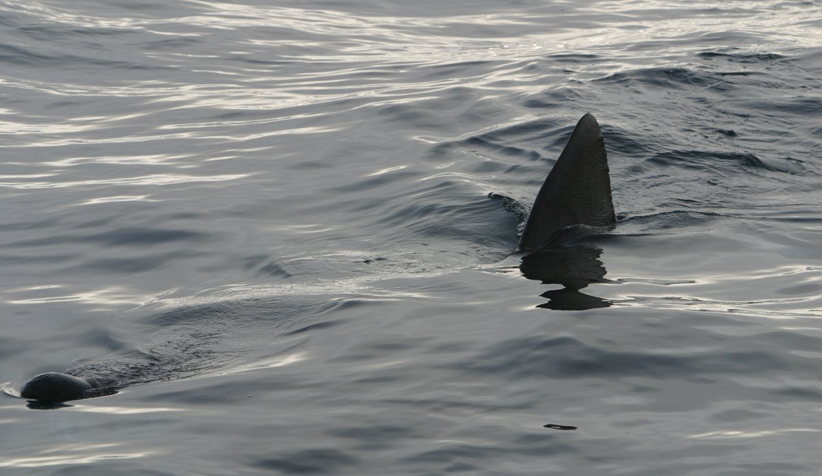 
A basking shark swimming in the surface, a dorsal fin breaking the surface