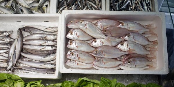 

fiskifiskebutikkhelgeskodvinnifes027web