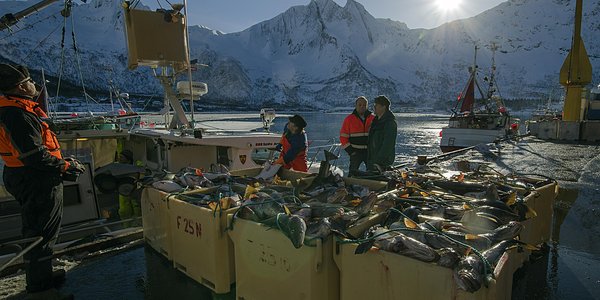 

Fisk pa kaia Senjahopen