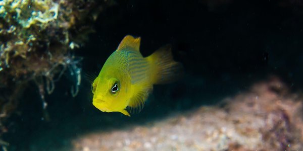 

Korallrevfisk