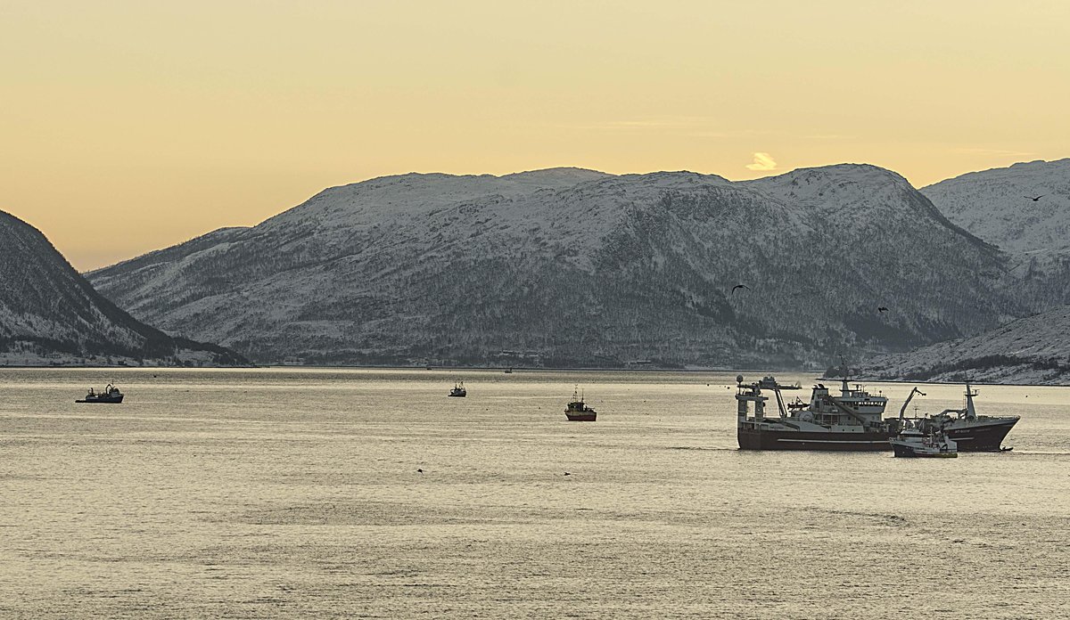 
Troenderbas i Kaldfjorden1 middels
