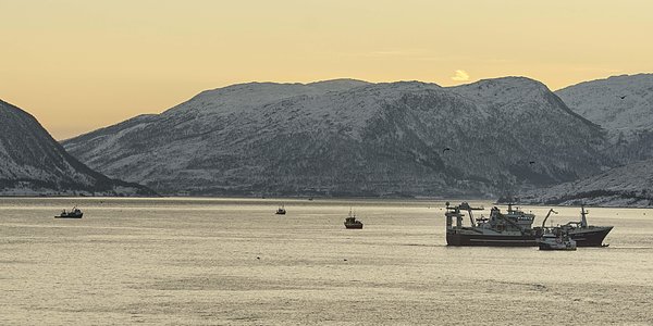 

Troenderbas i Kaldfjorden1 middels