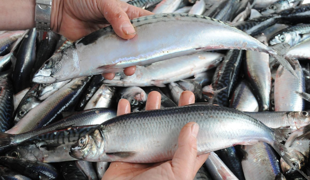 Makrell og sild