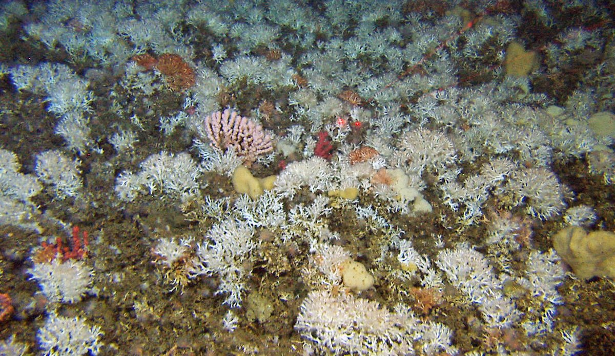 
Lophelia-korall