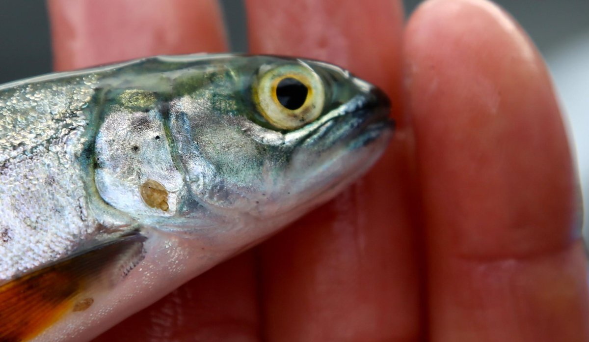 Bilde av en smolt som har lakselus.