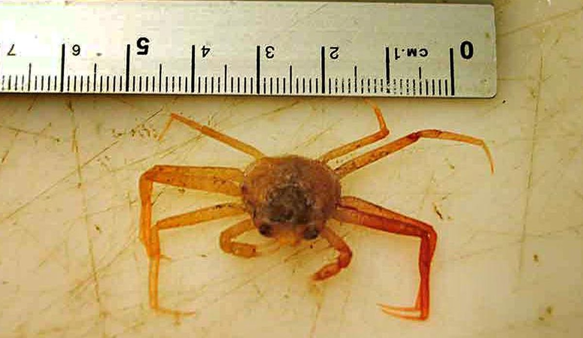 Snokrabbe SI Arctic 800px low qa