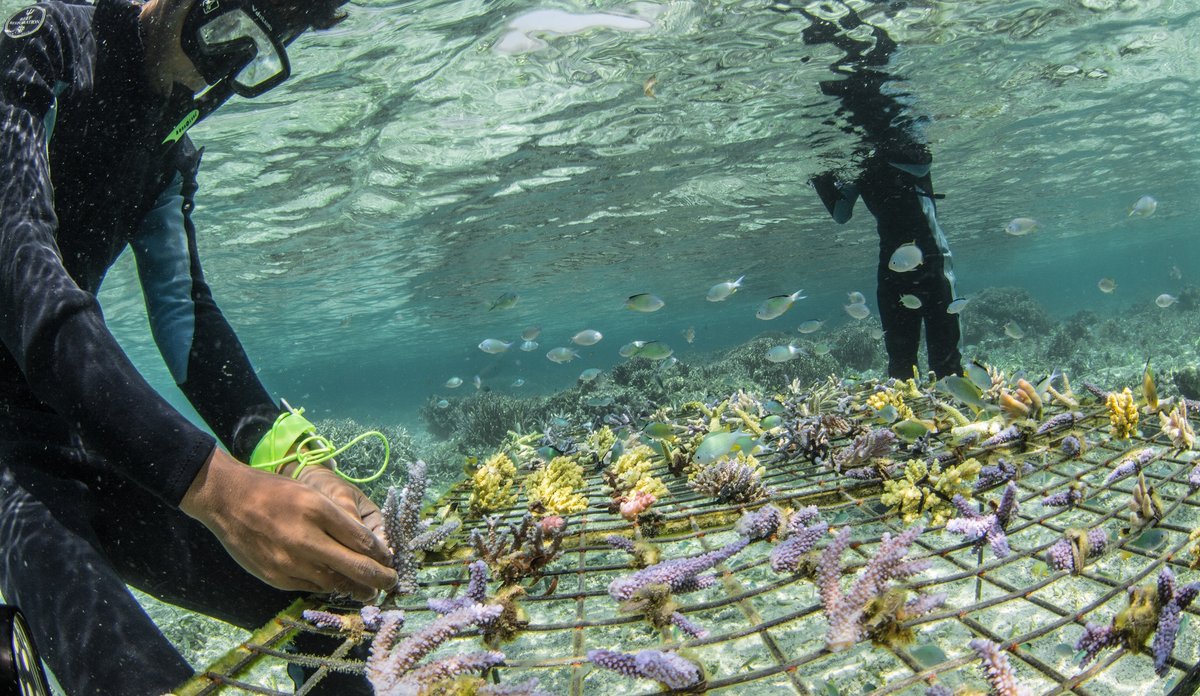 
Dykkere fester koraller på netting.