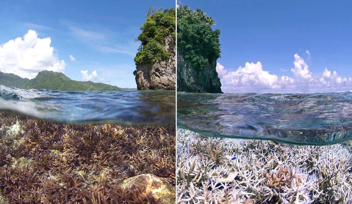 
To bilde av korallrev, før og etter bleking.