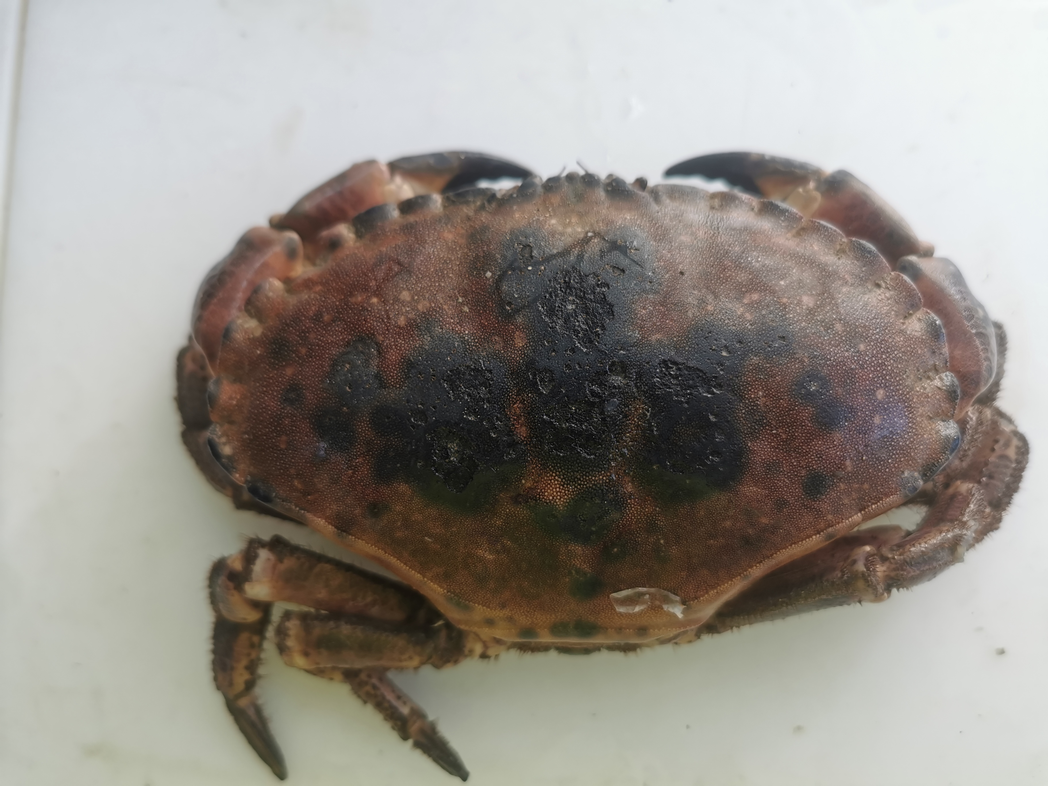 Taskekrabbe med svartflekksyke. Krabben har sorte flekker på skallet.