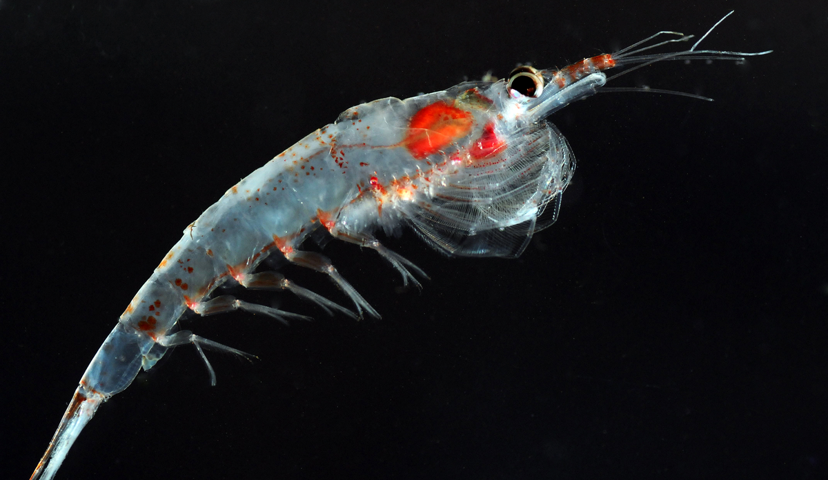 
krill arktisk