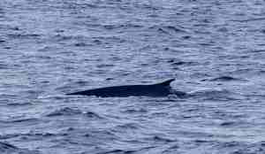 En hval svømmer i havet. Ryggfinnen og en del av ryggen til hvalen er tydelige over overflaten på vannet.