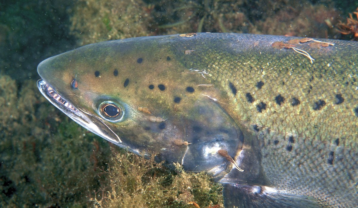 Foto av en laks med lakselus