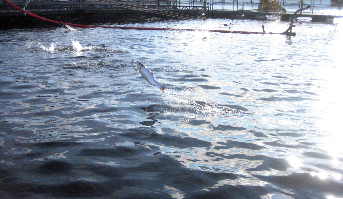 Laks hopper i oppdrettsmerd.