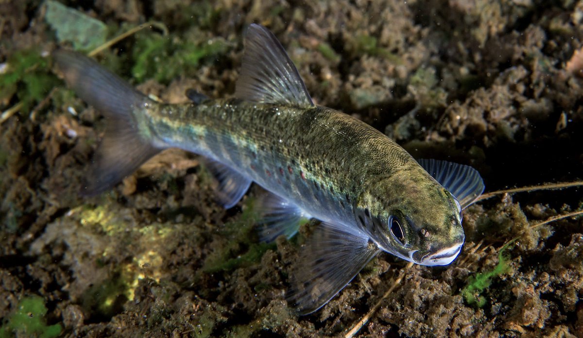 Laksesmolt, en liten laks.