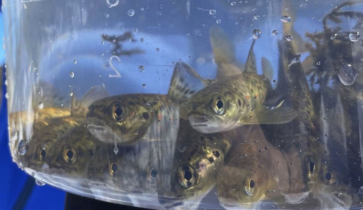 
En beholder med flere små fisk som tilsynelatende stirrer mot kameraet.