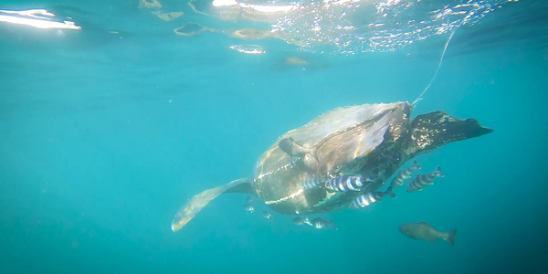

Leatherback sea turtle