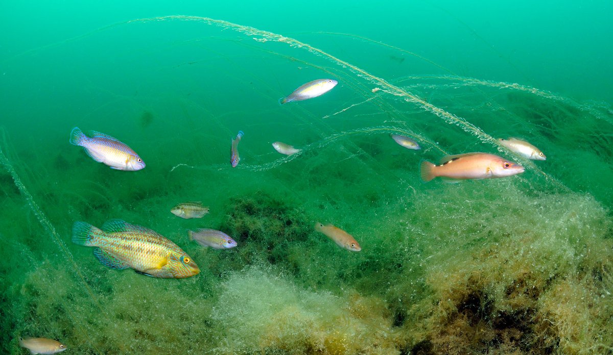 
Foto av fargerike fisker som svømmer over grønne vekster.