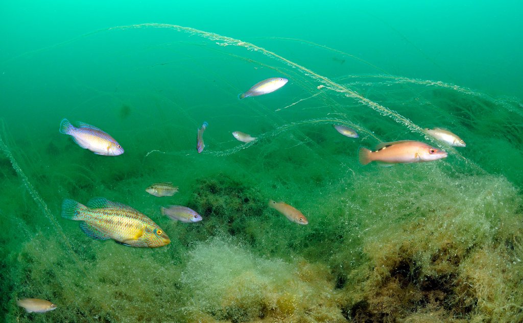 Foto av fargerike fisker som svømmer over grønne vekster.