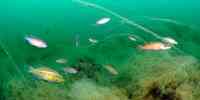 

Foto av fargerike fisker som svømmer over grønne vekster.