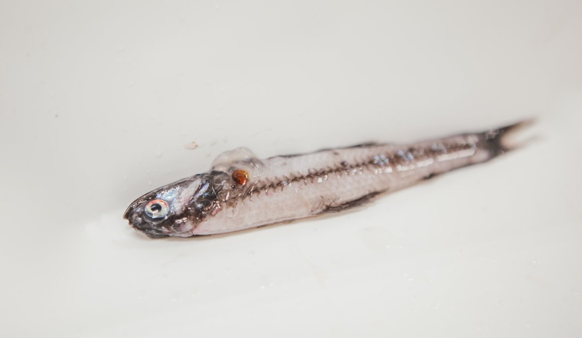 Lantern fish, a small, silvery fish.