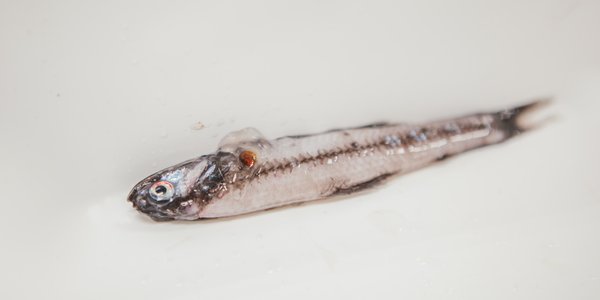 

Lantern fish, a small, silvery fish.