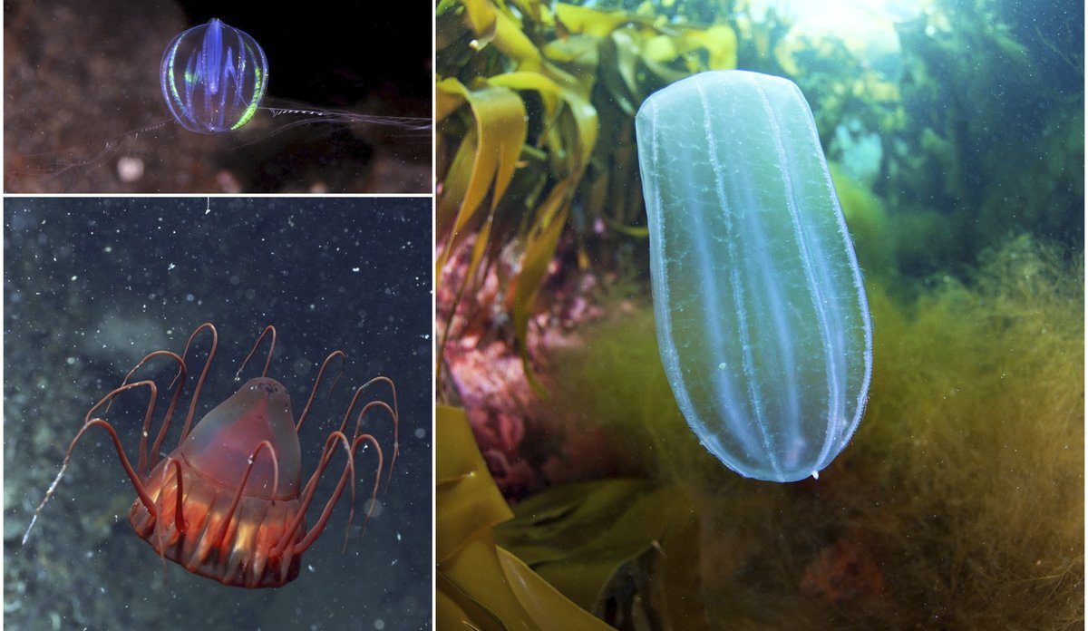 kollasj som viser sjøstikkelsbær, kronemanet og agurkmanet