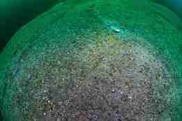 gold havbunn med mange små kråkeboller spredt utover 